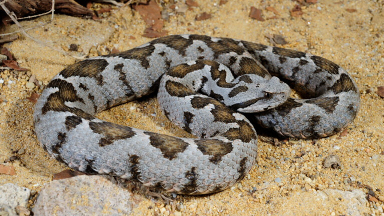 Λαμία: Οχιά δάγκωσε ποδοσφαιριστή!_68dc33f64bccd.jpeg